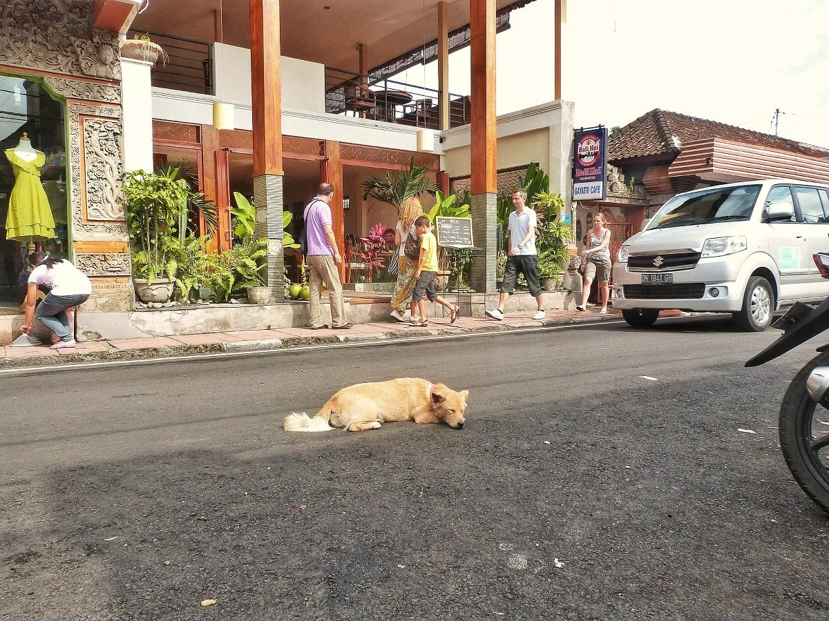 Un chien allongé sur la route, à Bali