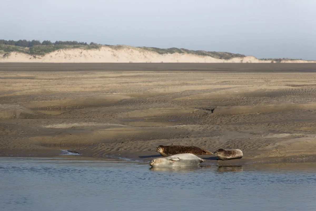 Les phoques dans la baie d'Authie, à Berck