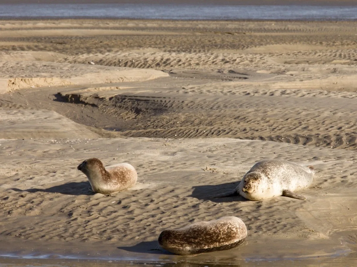 Phoques à Berck