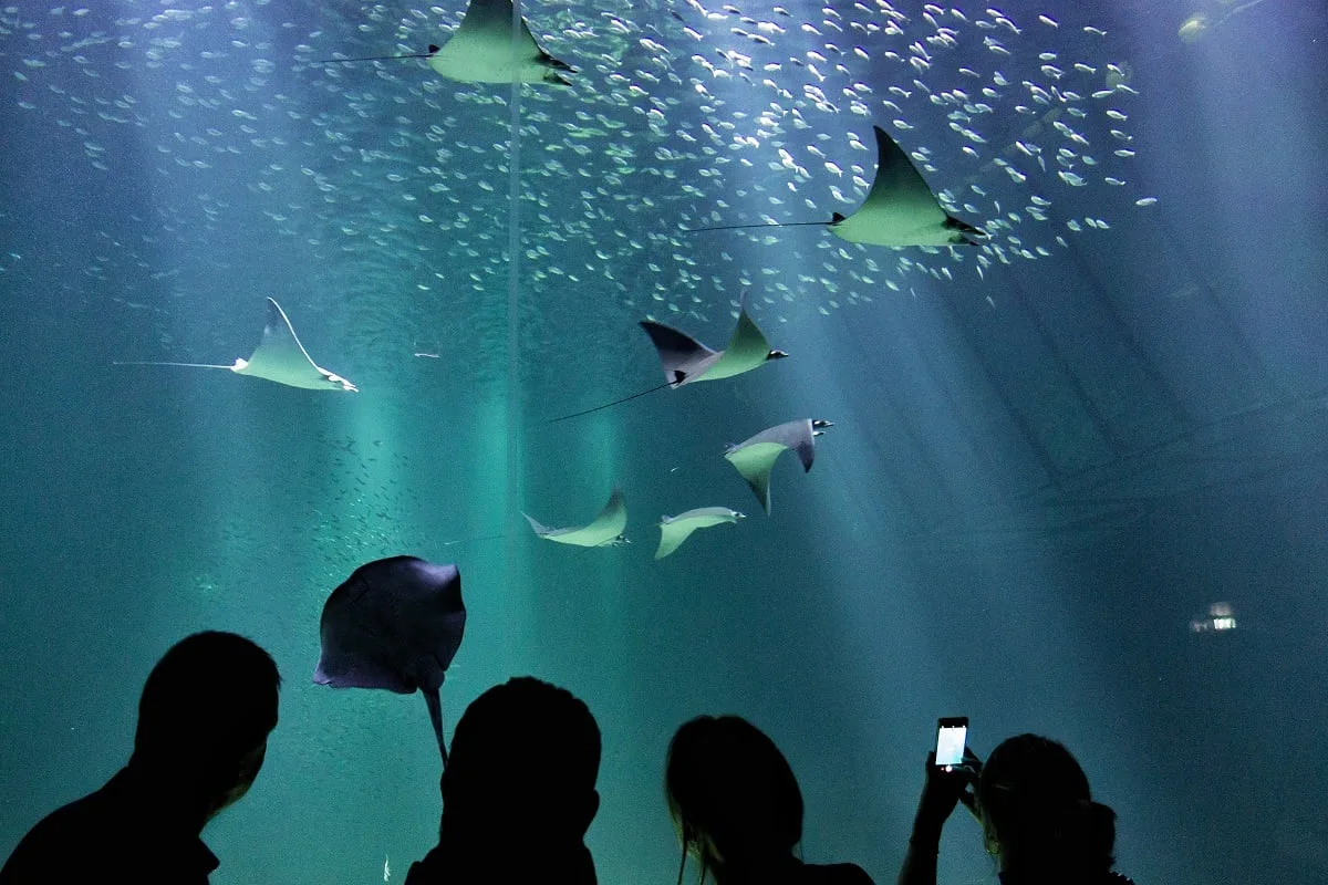 Personnes qui observent des raies dans un grand aquarium