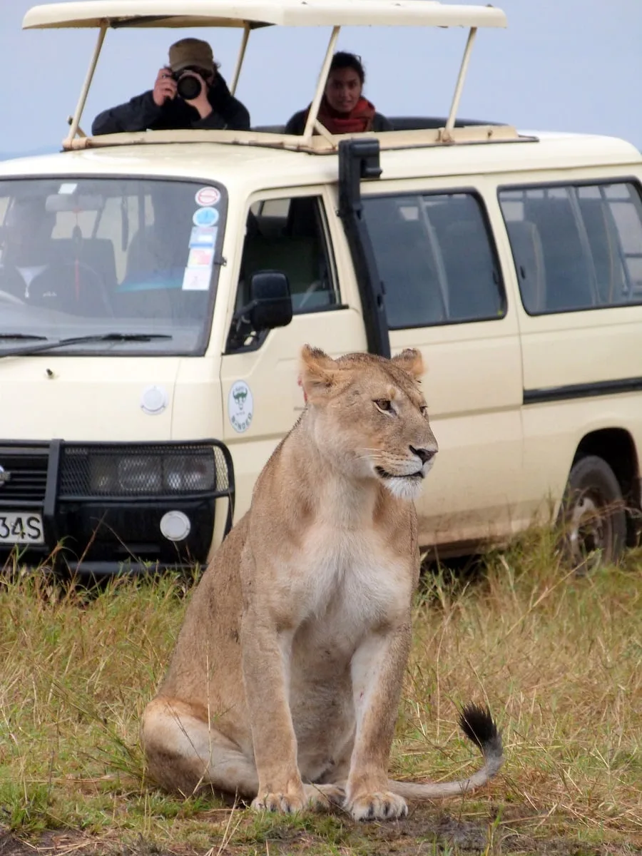 Cette lionne à proximité du 4x4 se fait prendre en photo