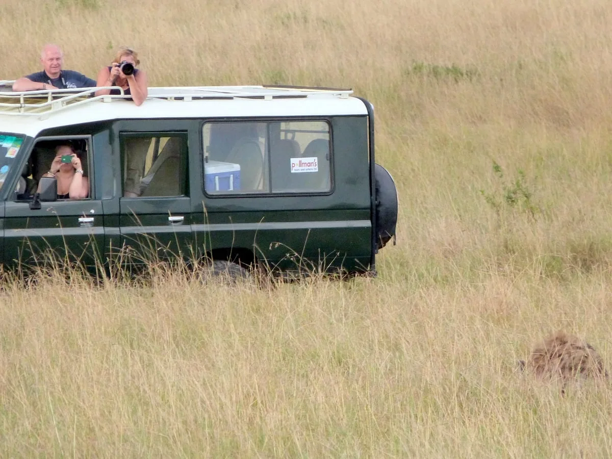 Des touristes qui prennent en photo un lion lors d'un safari en Afrique