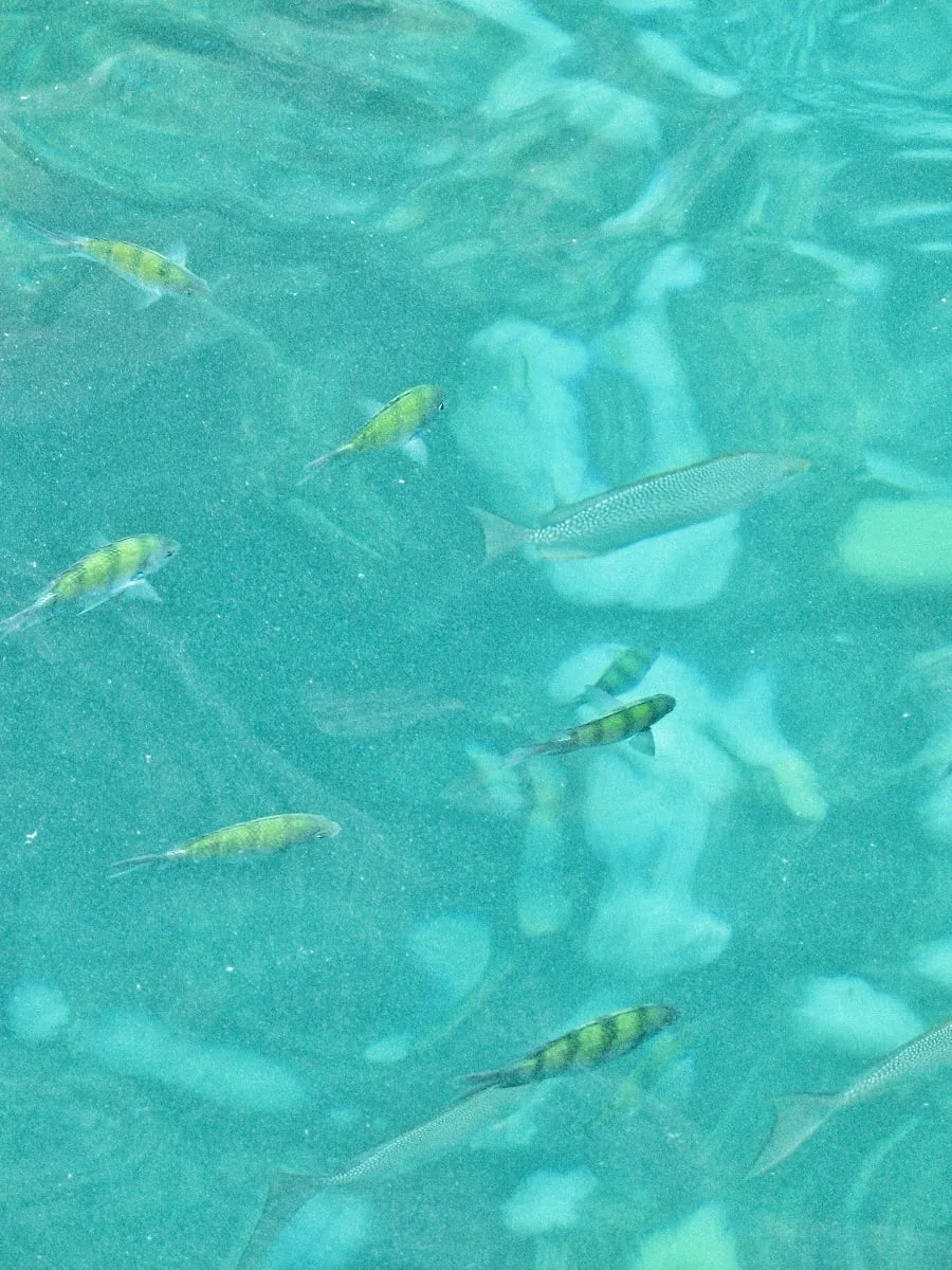 Séances de snorkeling durant l'excursion à Koh Phi Phi, dans la mer d'Andaman