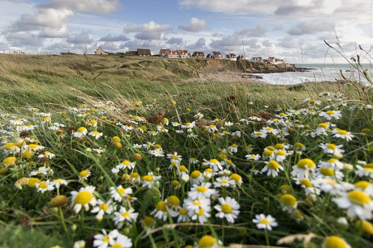 Le village d'Audresselles au fond, avec des fleurs et de la verdure au premier plan