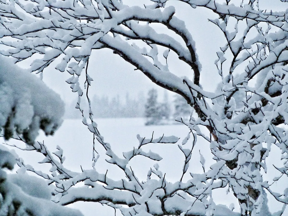 La Laponie au cœur de l'hiver