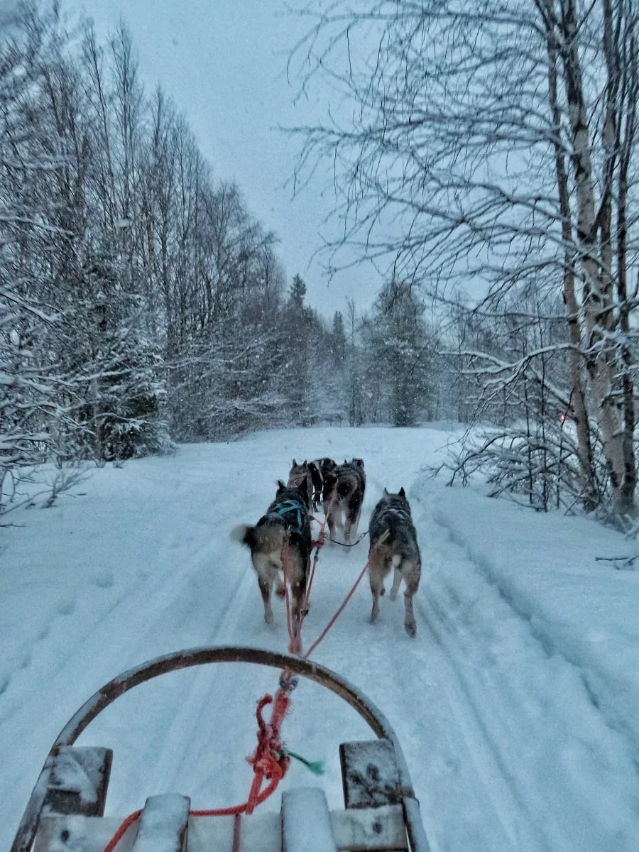 Balade en chiens de traîneaux en Laponie