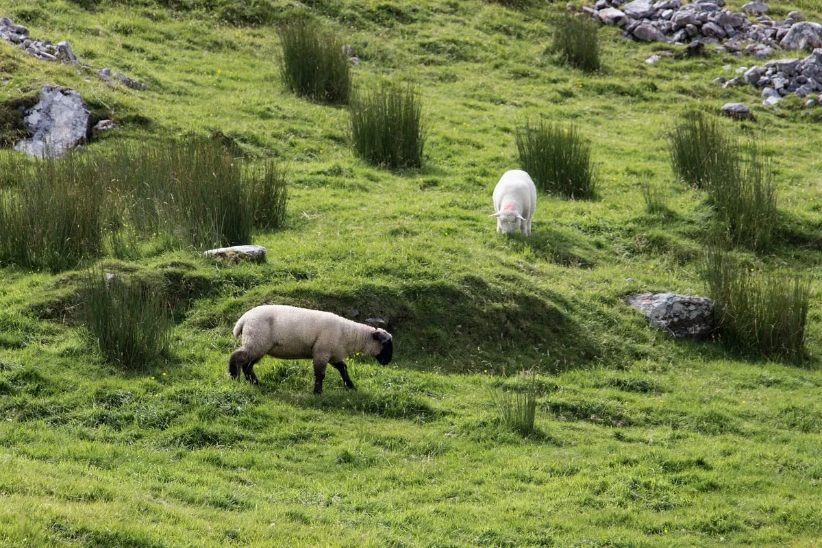 Moutons en Irlande