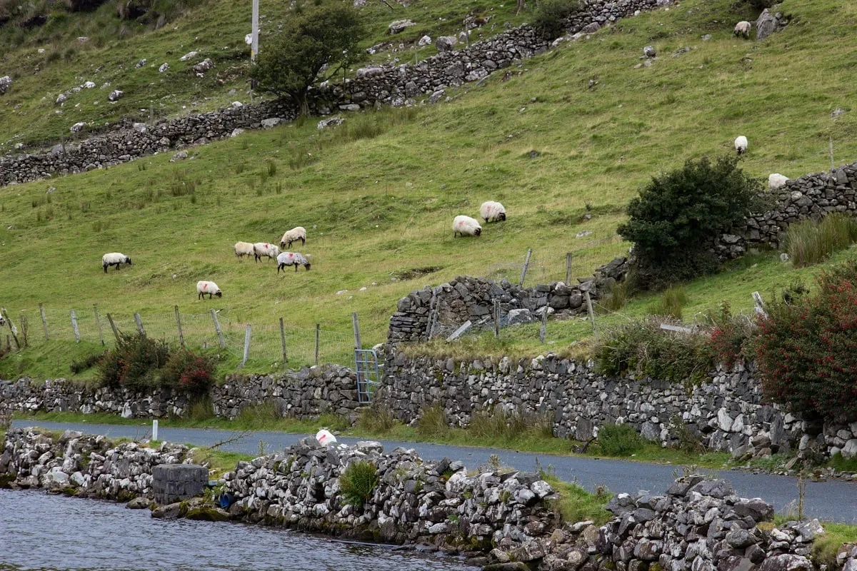 Moutons au bord de la route en Irlande