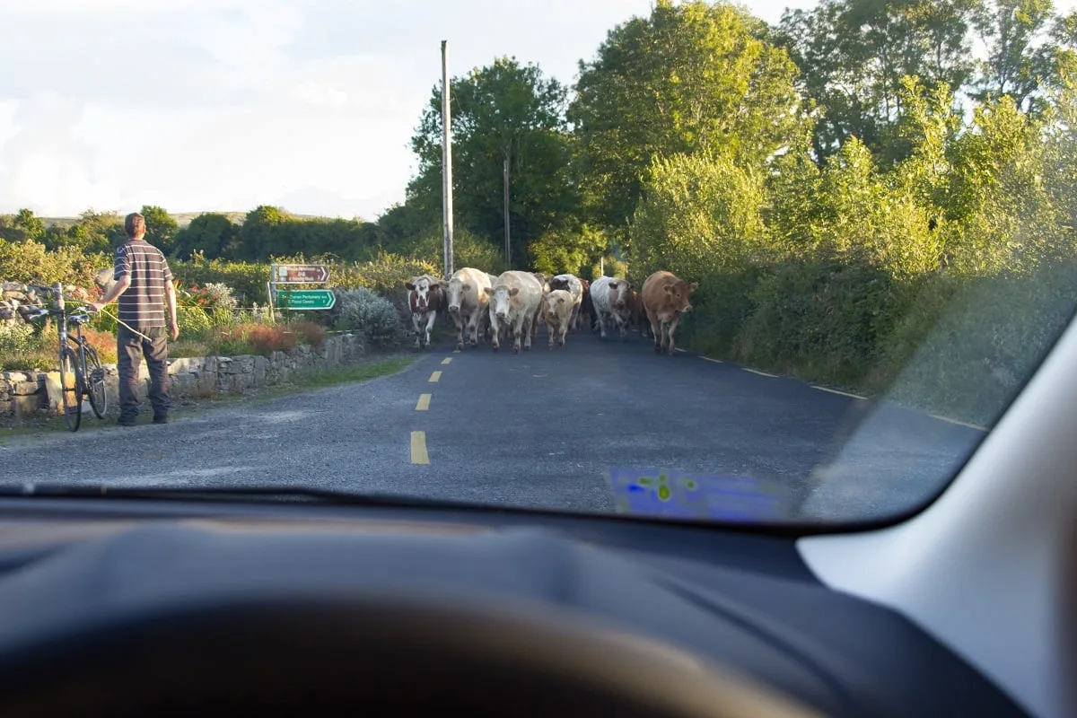 Des vaches sur la route en Irlande
