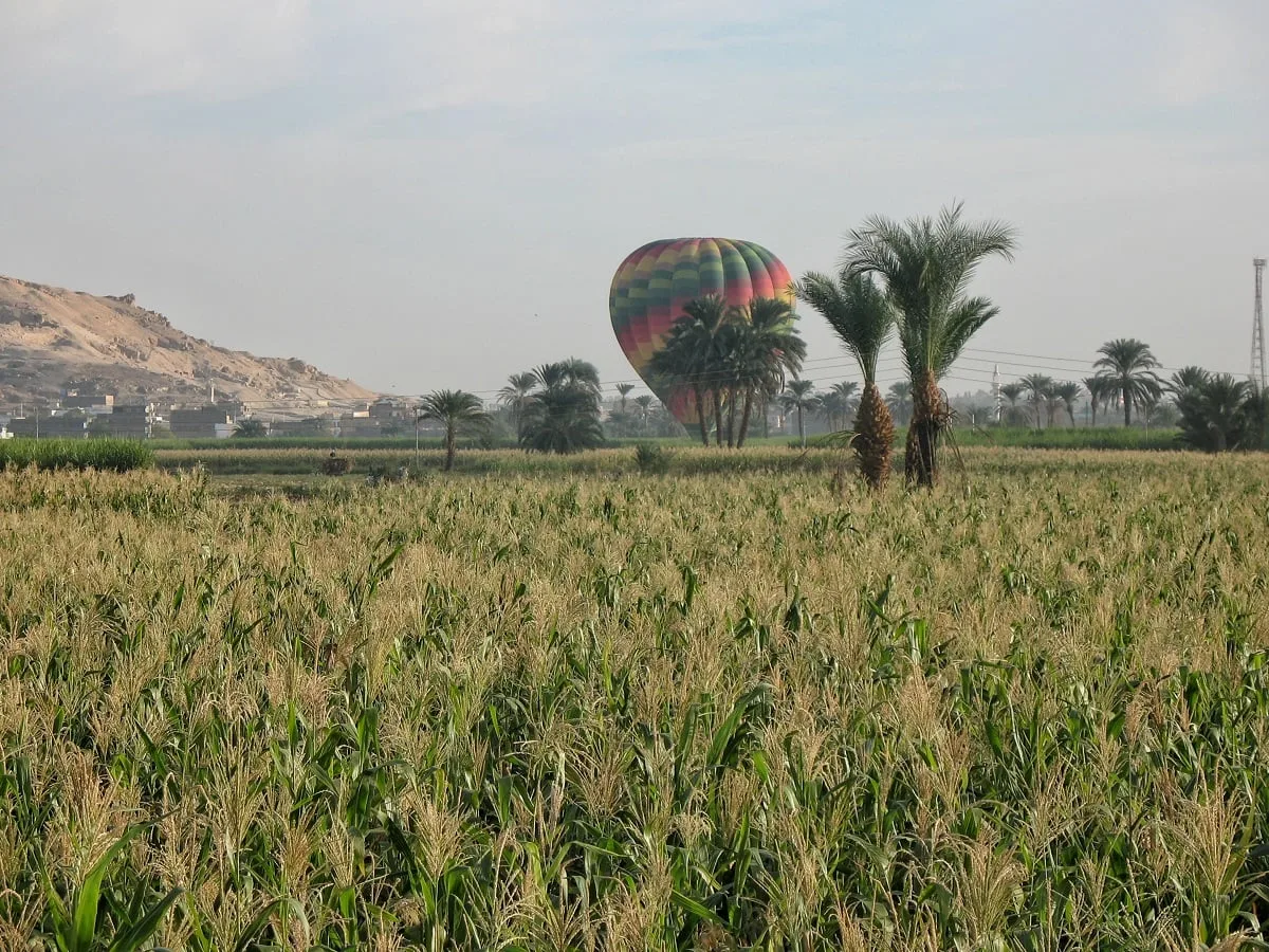 Montgolfière dans un champ près de Louxor