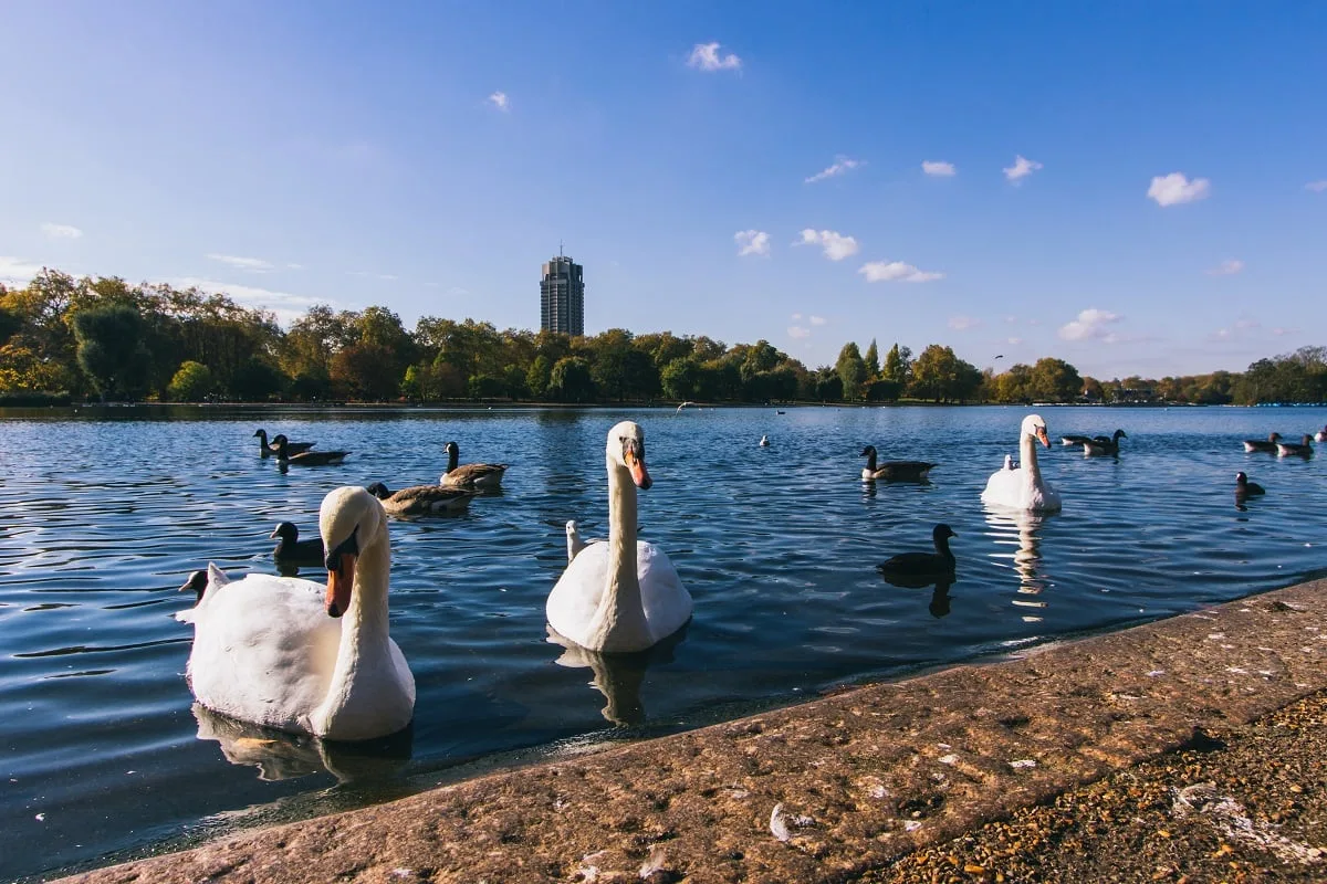 Cygnes au bord d'un lac dans Hyde Park