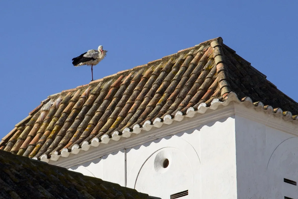 Les cigognes très présentes dans l'Algarve et à Faro