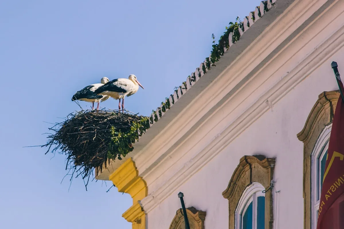 Cigognes en Algarve