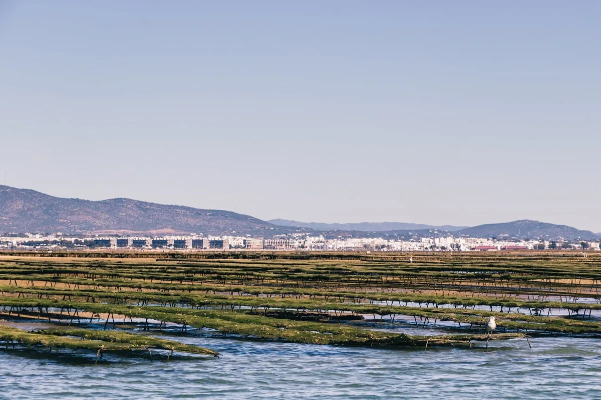La culture d’huîtres dans la Ria Formosa