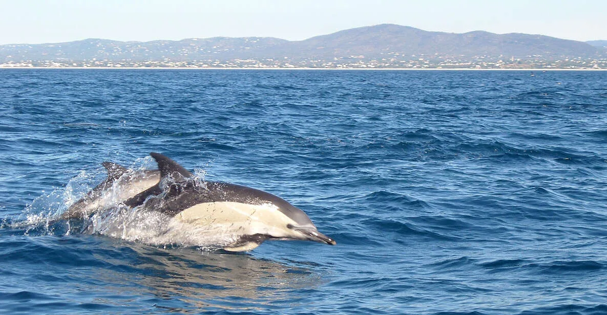 Observation des dauphins au départ de Tavira