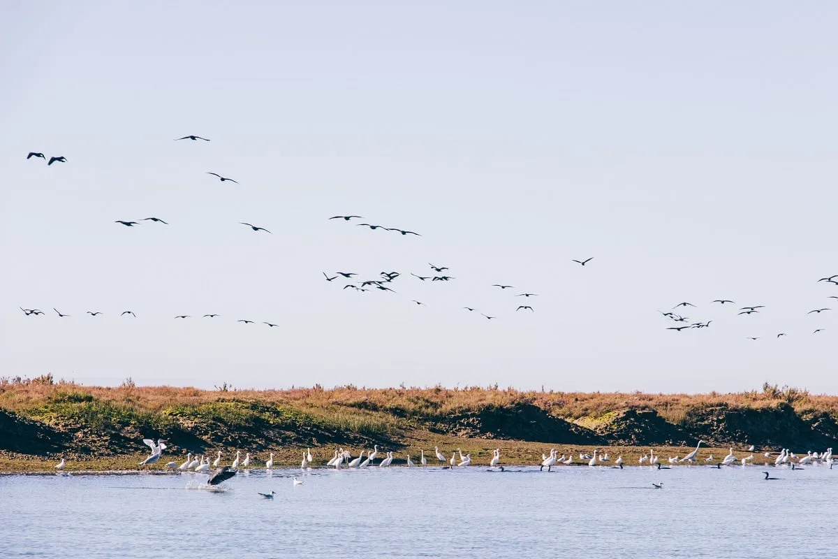 Les oiseaux migrateurs dans la Ria Formosa