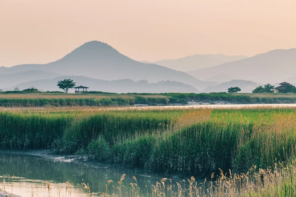 Dans la baie de Suncheon en Corée du sud