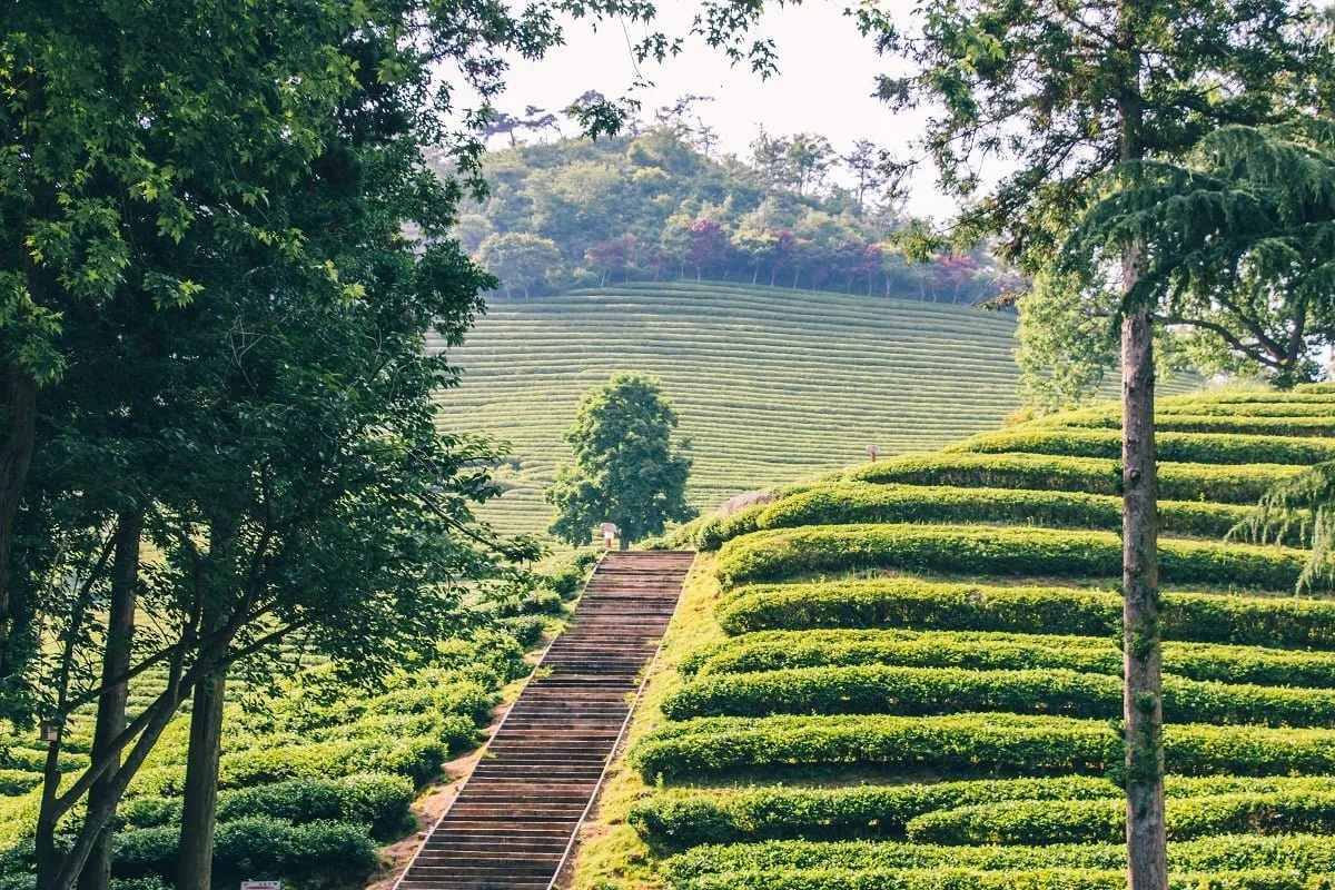 Chemin dans les plantations de thé de Daehan Dawon en Corée du sud