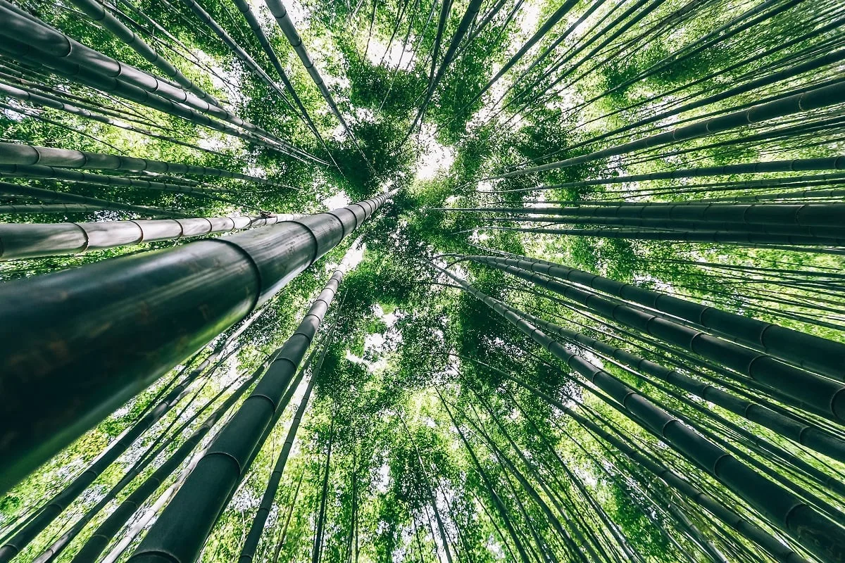 Forêt de bambous à Boseong