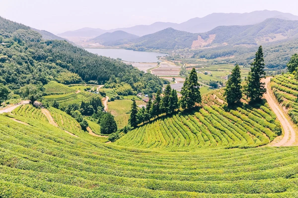 Panorama sur les plantations de thé à Boseong