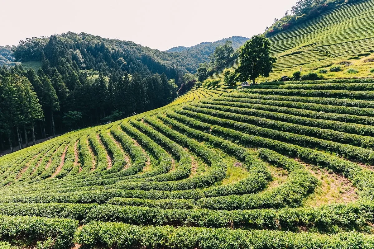 Plantations de thé en Corée du sud