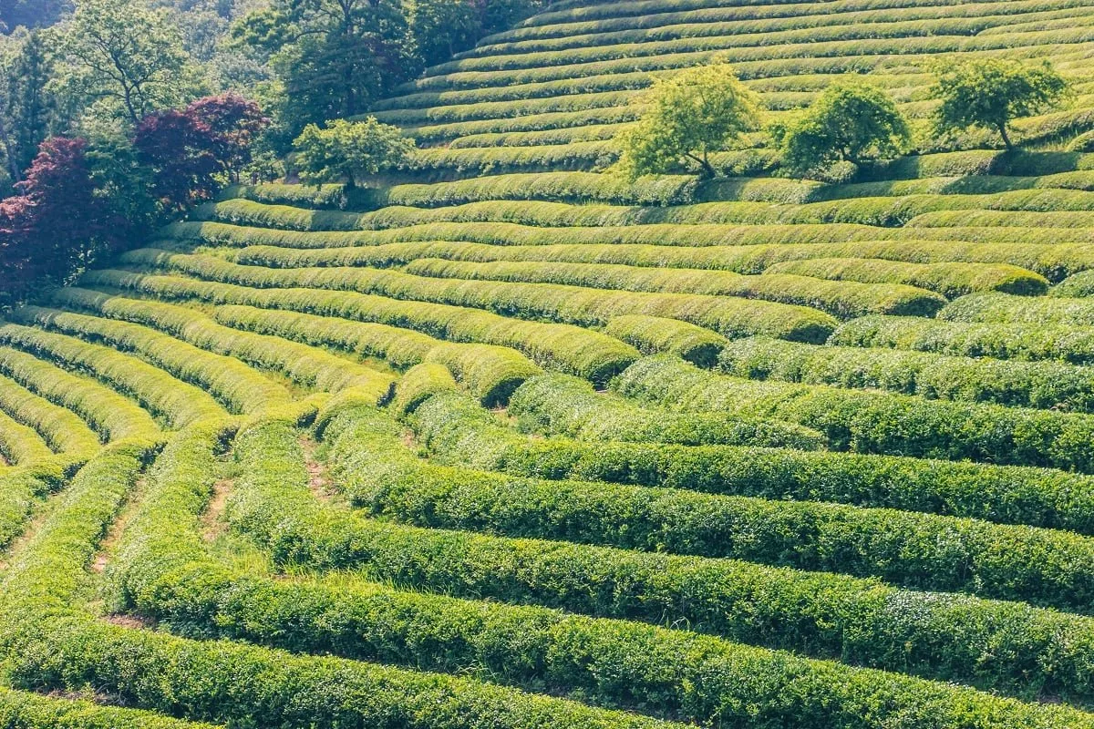 Plantations de thé de Daehan Dawon en Corée du sud