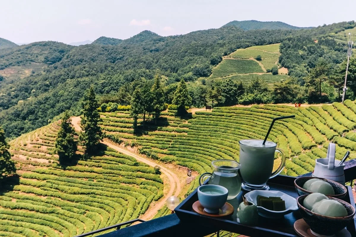 Salon de thé avec vue sur les plantations à Boseong