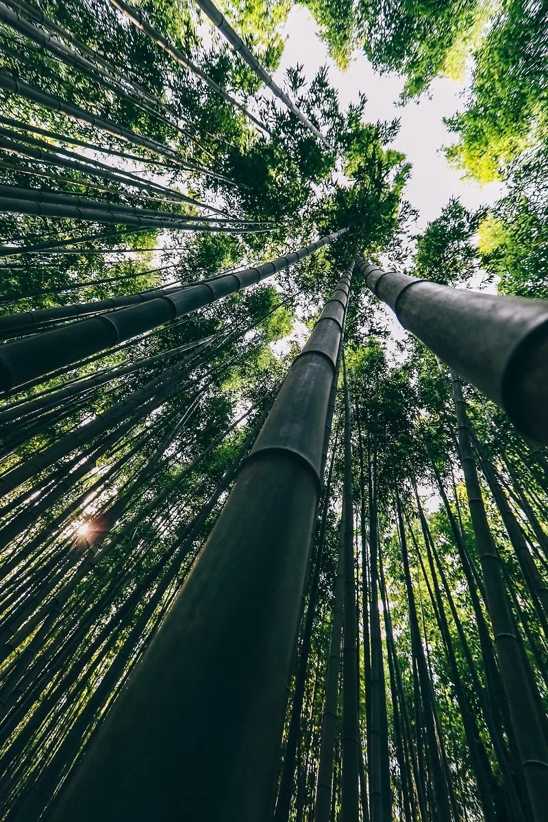 Forêt de bambous de Damyang en Corée