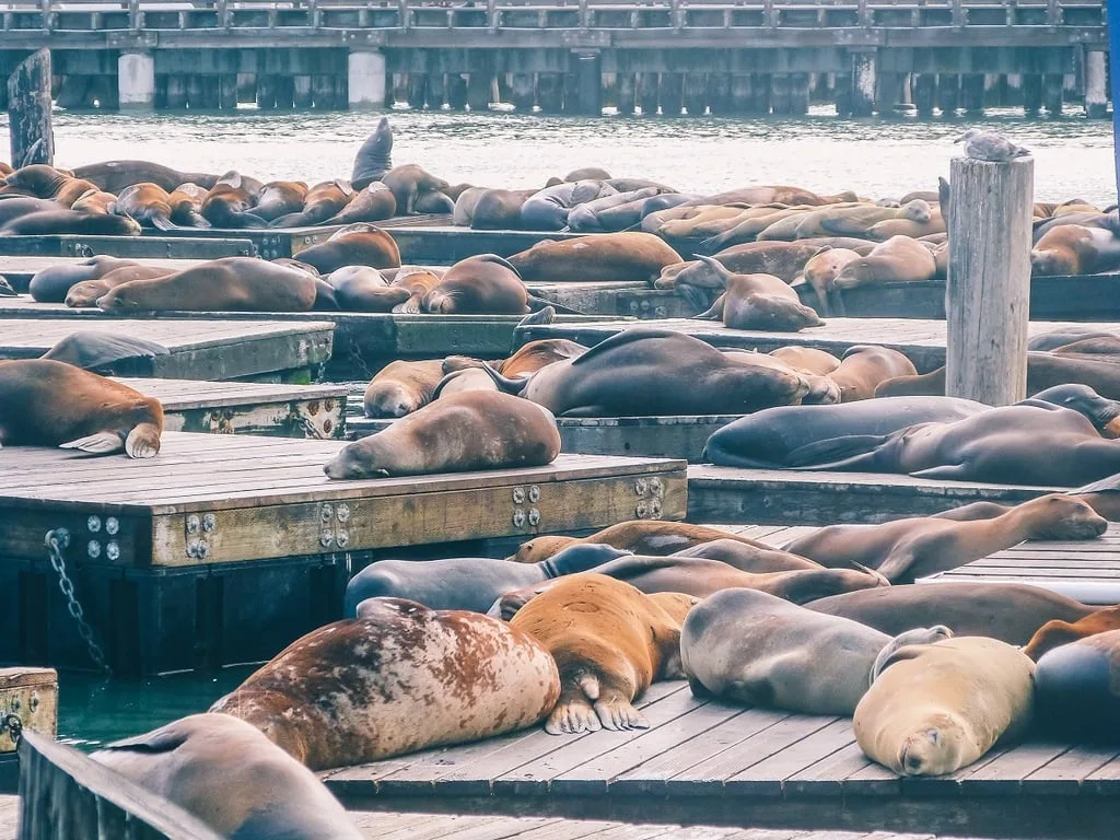 Les otaries du Pier 39 à San Francisco
