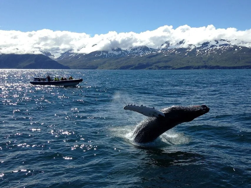 Baleine en Islande