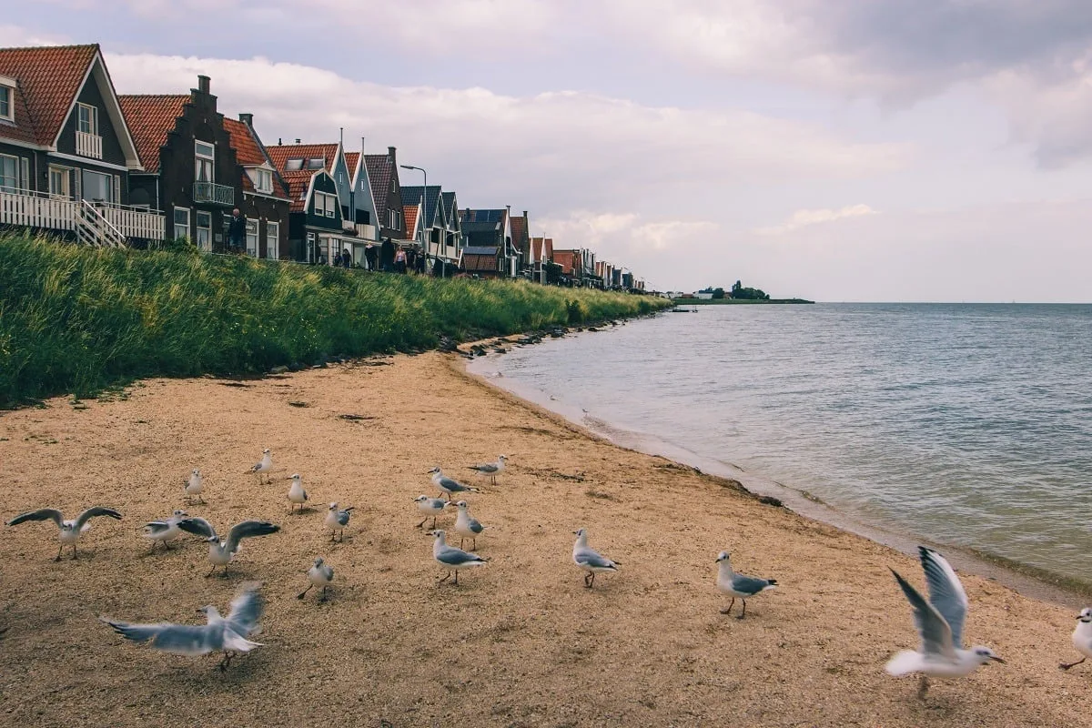 Mouettes sur la plage avec bâtiments colorés néerlandais en arrière-plan