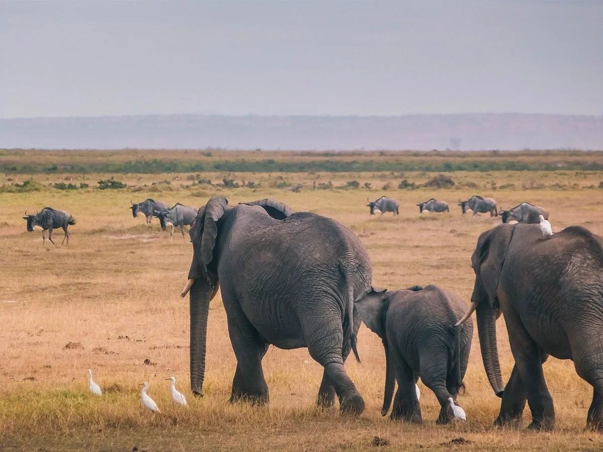 Eléphants qui marchent dans la savane