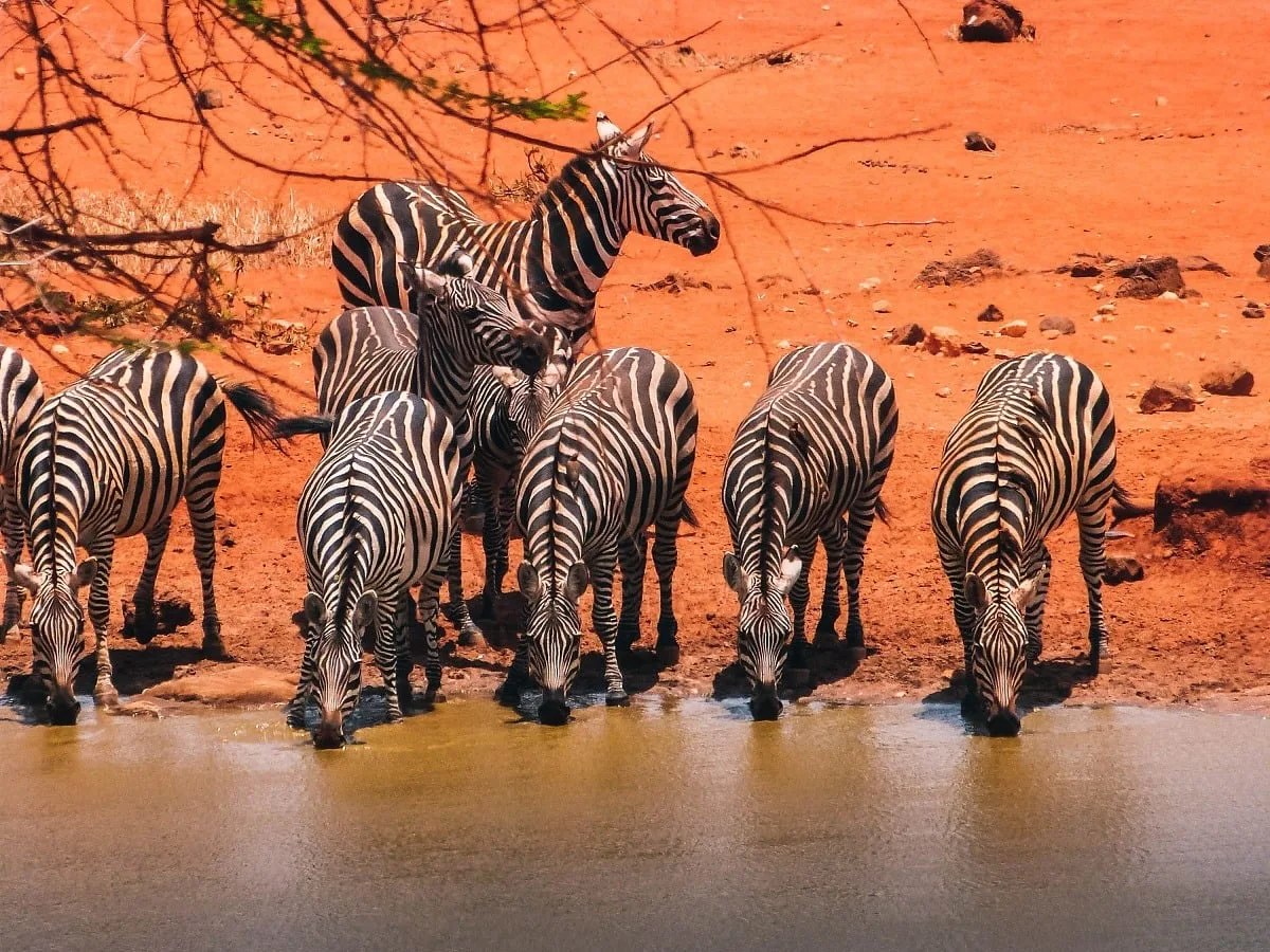Zèbres qui viennent s'abreuver sur un point d'eau près de terre de couleur ocre