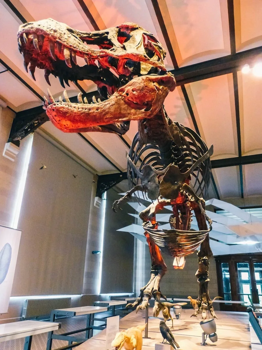 Squelette de dinosaure dans le museum de sciences naturelles de Bruxelles