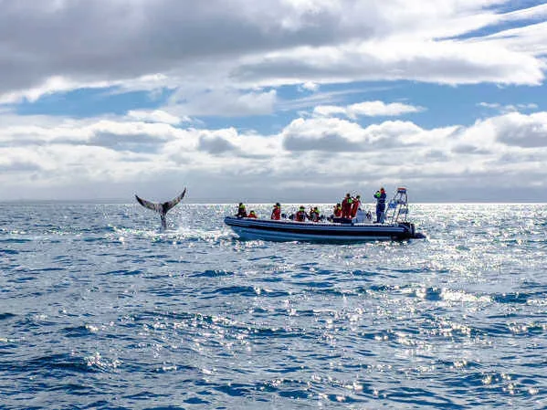 Observation des baleines au large de Reykjavik en Islande