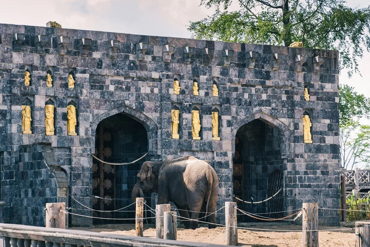 Eléphant dans le zoo de Pairi Daiza