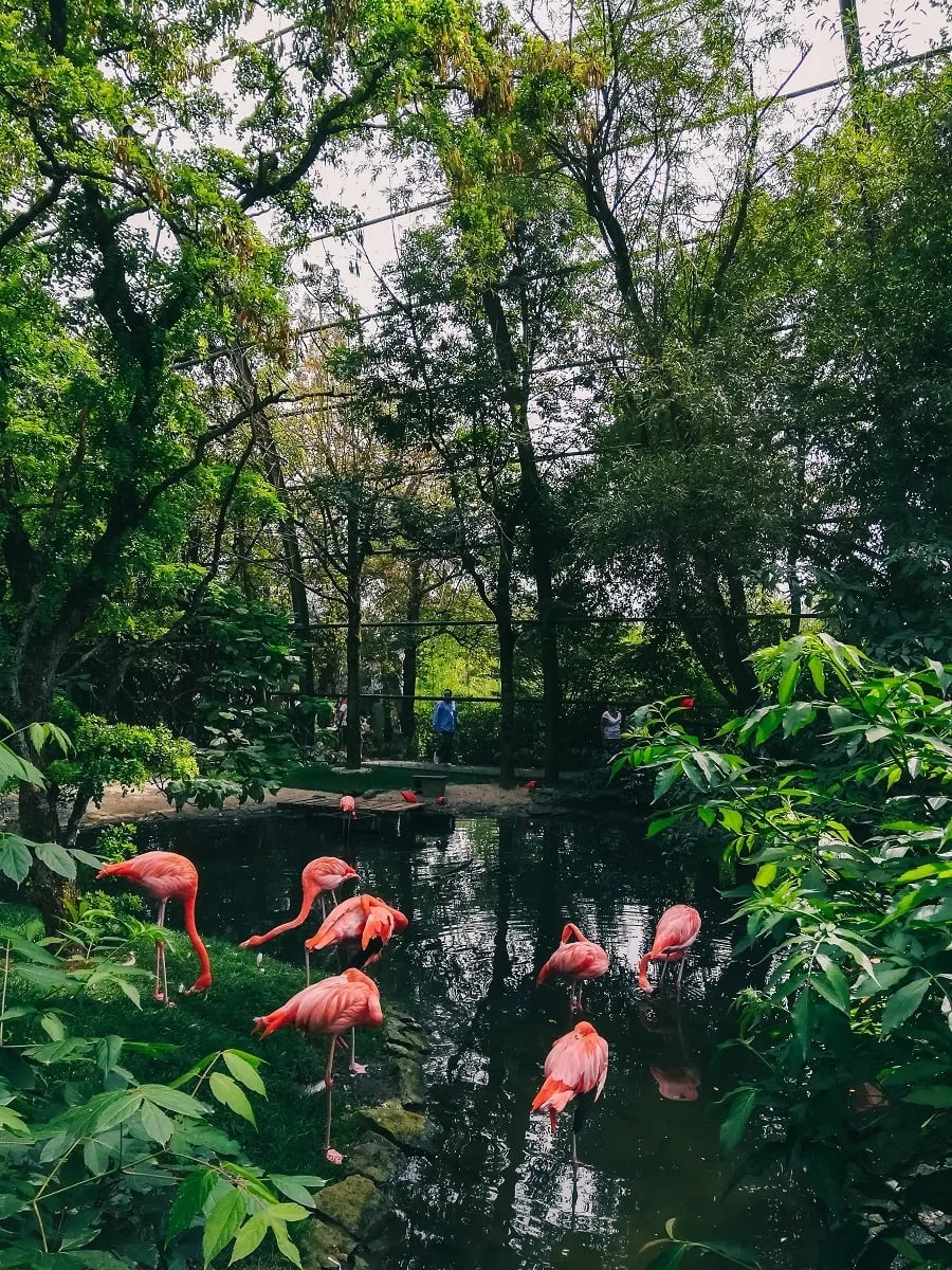 Flamants roses à Pairi Daiza