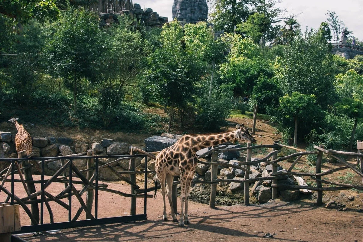 Girafe dans le zoo de Pairi Daiza