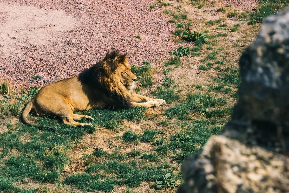 Lion dans le zoo de Pairi Daiza
