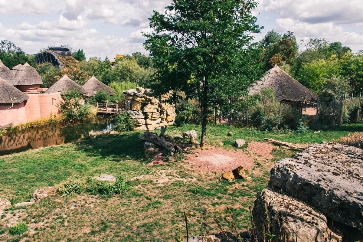Dans le monde de l'Afrique à Pairi Daiza