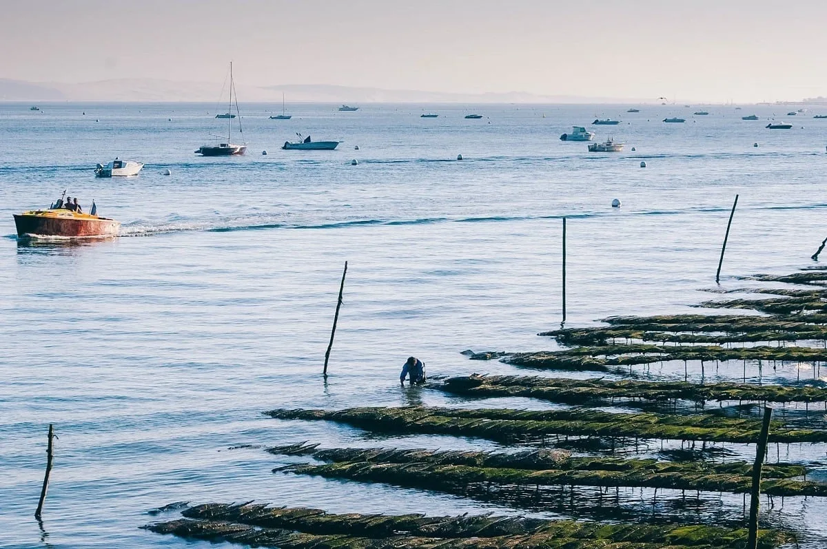Ostréiculture sur le bassin d'Arcachon