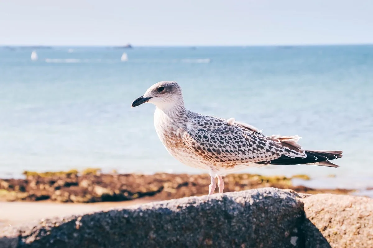 Goéland à Saint-Malo