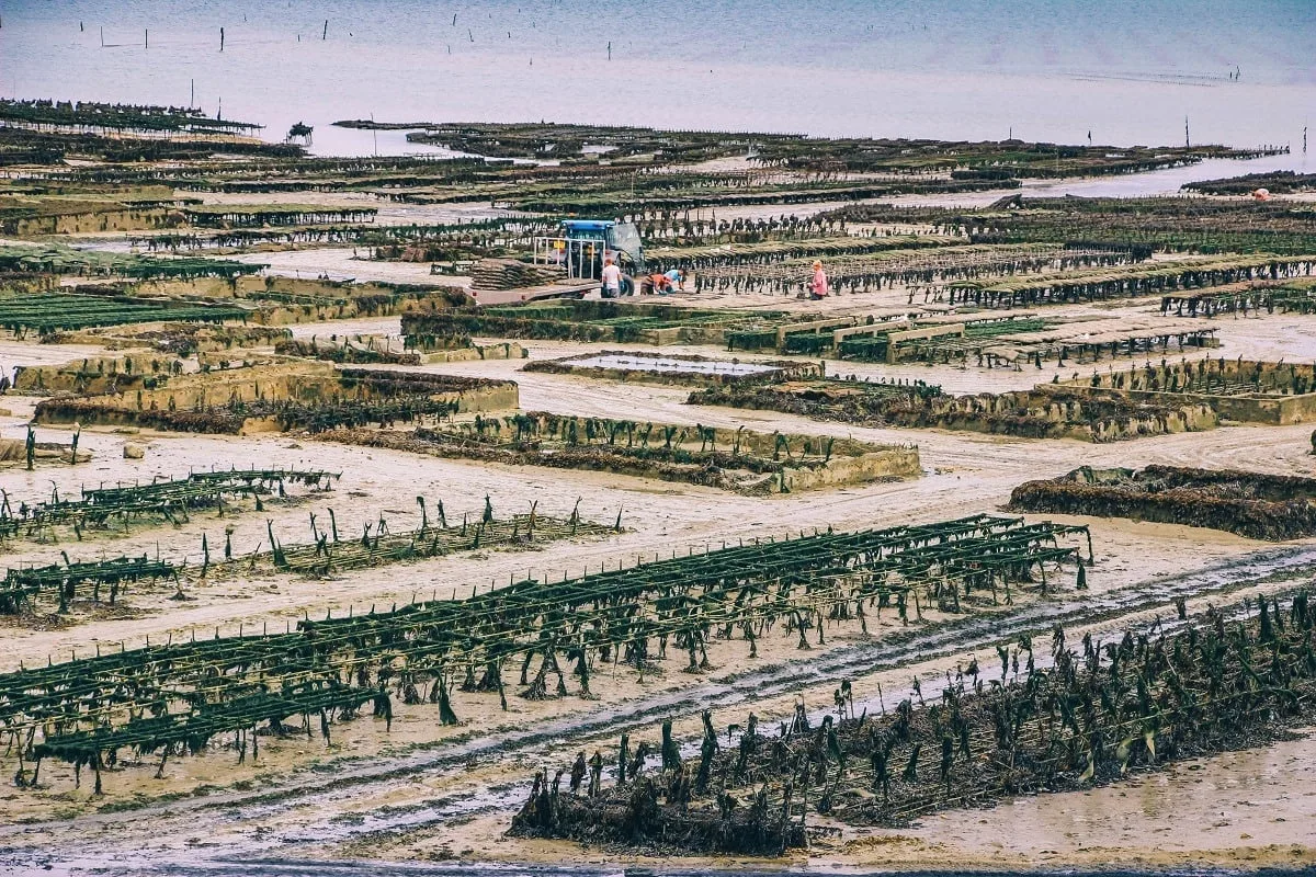 Parcs d'ostréiculture à Cancale