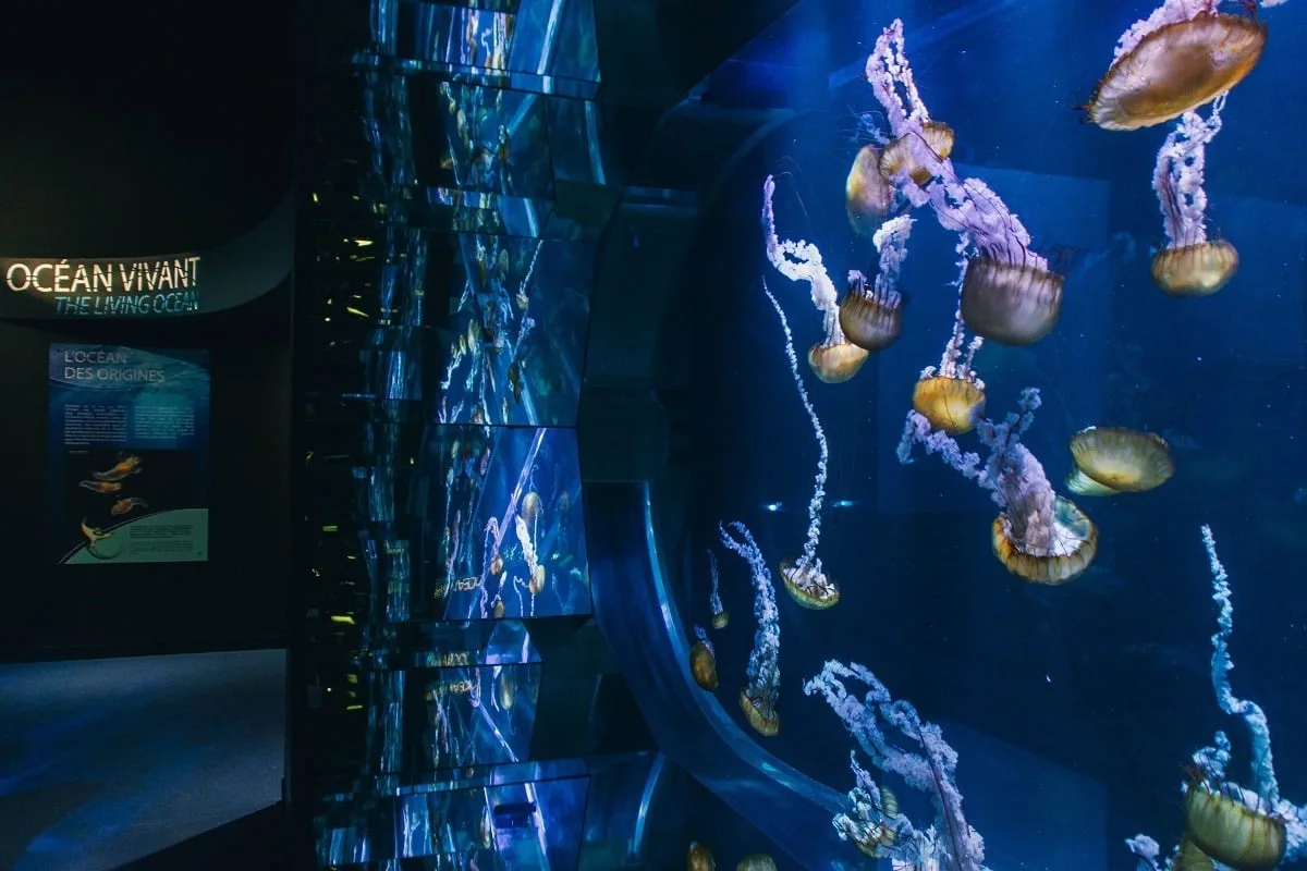 Aquarium de méduses à Nausicaa