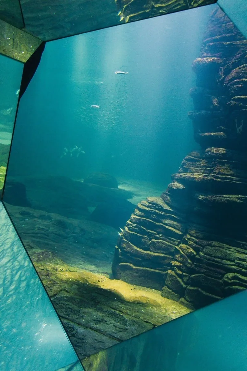 Décors sous-marin dans un aquarium à Nausicaa