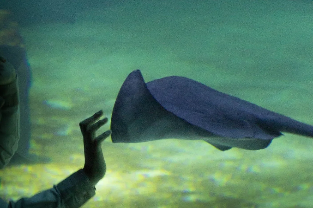 Raie dans un aquarium à Nausicaa