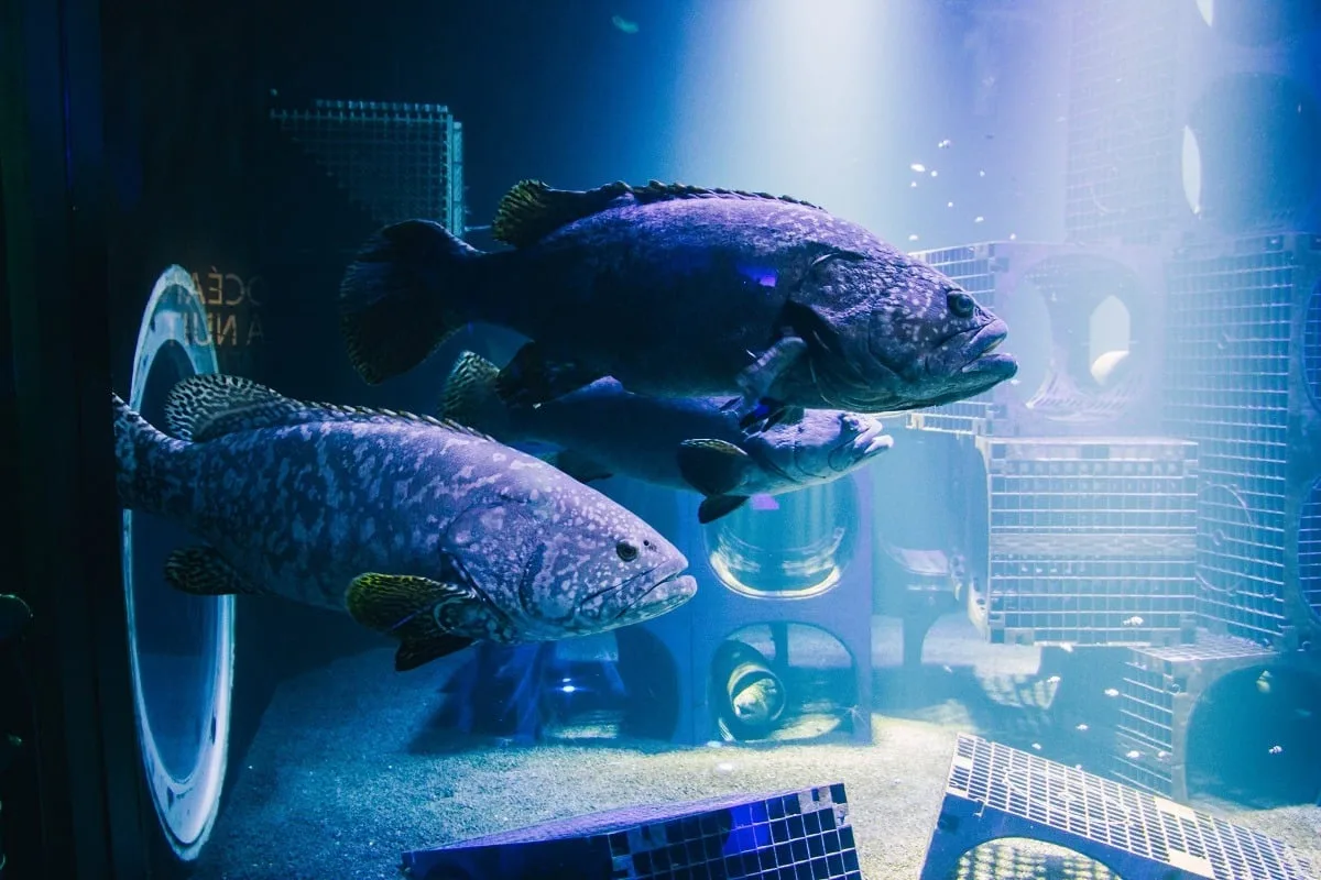 Gros poissons dans un aquarium à Nausicaa