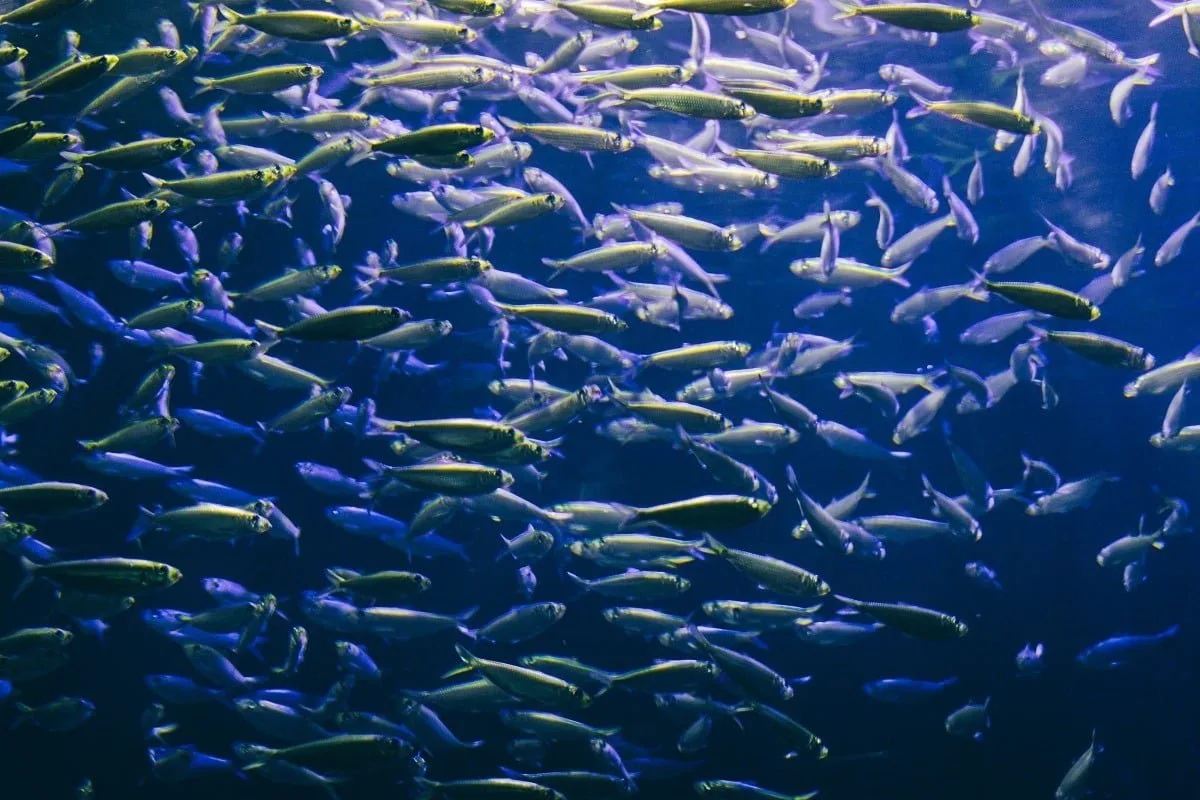Poissons dans un aquarium à Nausicaa