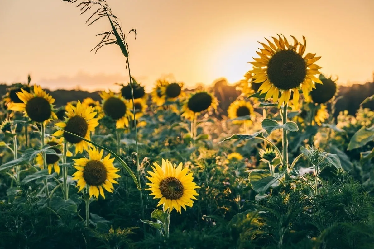 Champs de tournesols en Provence