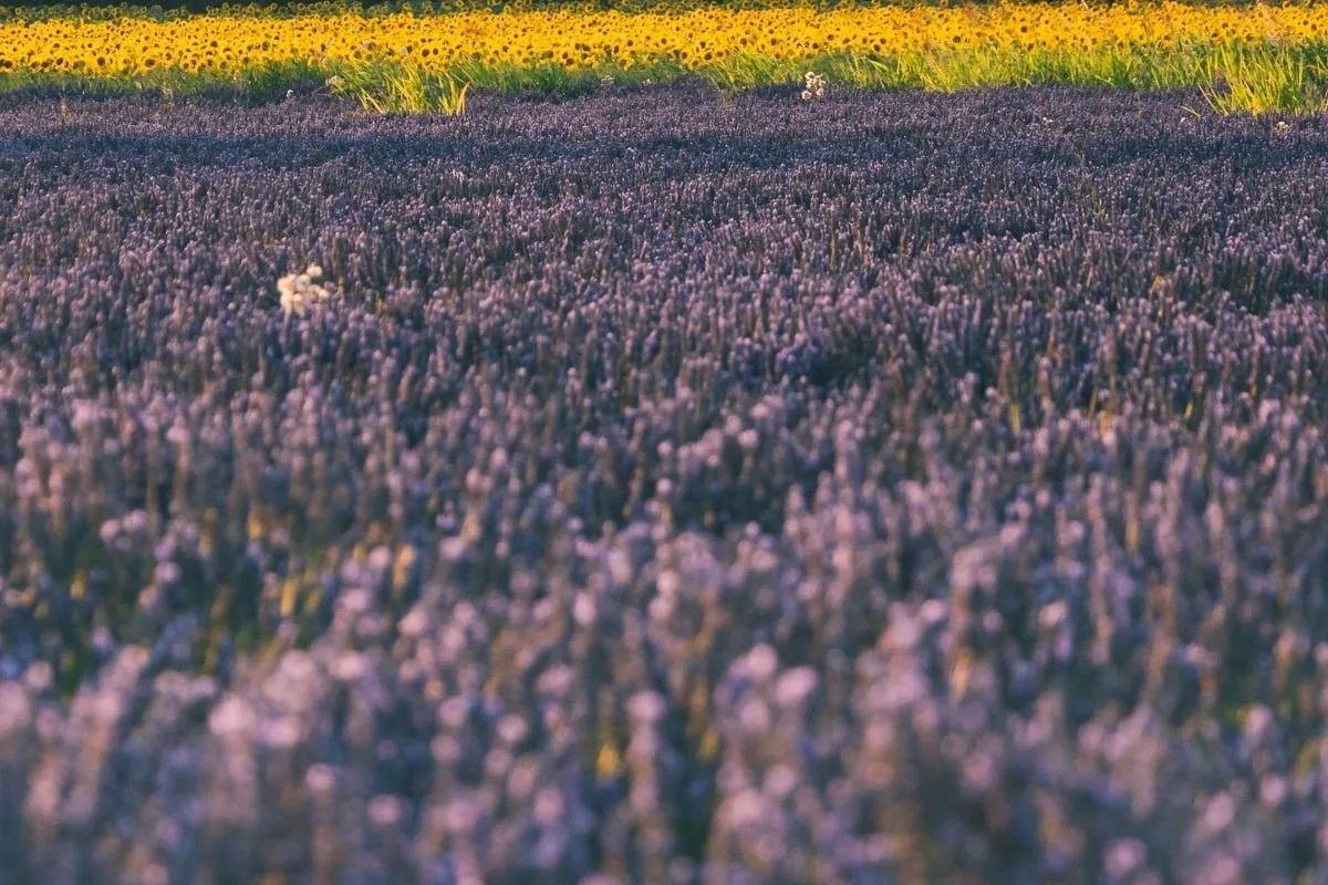 Lavande et tournesols en Provence